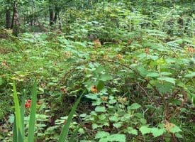 Tr D-15 Deer Path Rd., Augusta, WV  26704