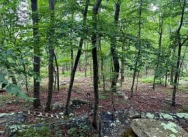 Tr D-15 Deer Path Rd., Augusta, WV  26704