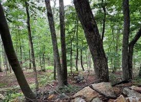 Tr D-15 Deer Path Rd., Augusta, WV  26704