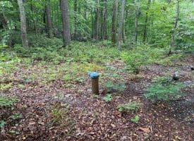 Tr D-15 Deer Path Rd., Augusta, WV  26704