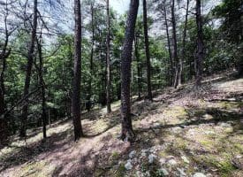 7313 Little Cacapon Rd., Romney, WV  26757