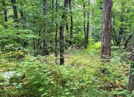 Tr D-15 Deer Path Rd., Augusta, WV  26704