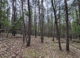 Lot 126 Bluffs Blue Beach Road, Springfield, WV 26763