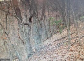 Lot 337 Nathaniel Mt. Rd., Moorefield WV  26836