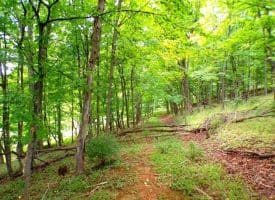 10.1 Ac Waxler Road, Keyser, WV  26726