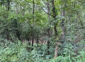 8.34 Acres On Arnold Stickley Rd., Green Spring, WV  26722