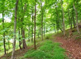 10.1 Ac Waxler Road, Keyser, WV  26726