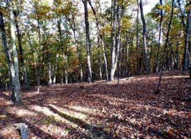 Lot 29 Deer Ridge Estates, Springfield, WV  26763