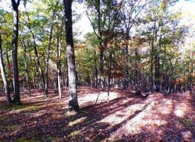 Lot 29 Deer Ridge Estates, Springfield, WV  26763