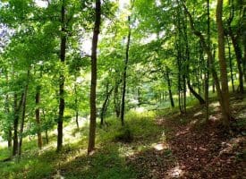 10.1 Ac Waxler Road, Keyser, WV  26726