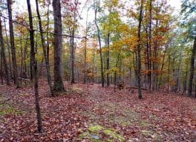Lot 29 Deer Ridge Estates, Springfield, WV  26763