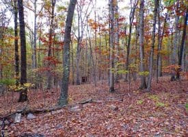 Lot 29 Deer Ridge Estates, Springfield, WV  26763