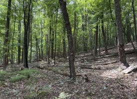 19.36 AC Penneroil Road, New Creek, WV 26743