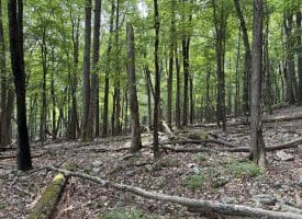 19.36 AC Penneroil Road, New Creek, WV 26743