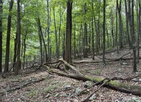19.36 AC Penneroil Road, New Creek, WV 26743