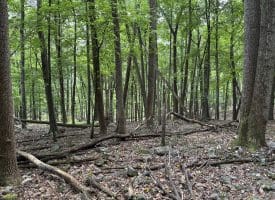 19.36 AC Penneroil Road, New Creek, WV 26743