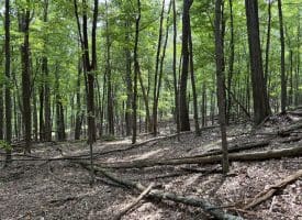 19.36 AC Penneroil Road, New Creek, WV 26743