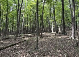 19.36 AC Penneroil Road, New Creek, WV 26743