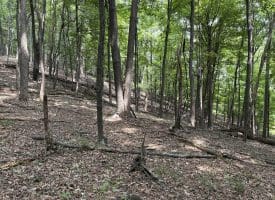 19.36 AC Penneroil Road, New Creek, WV 26743