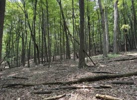 19.36 AC Penneroil Road, New Creek, WV 26743