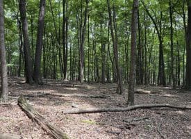 19.36 AC Penneroil Road, New Creek, WV 26743