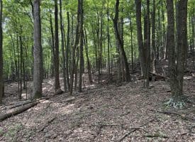 19.36 AC Penneroil Road, New Creek, WV 26743
