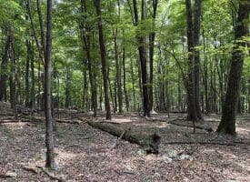 19.36 AC Penneroil Road, New Creek, WV 26743