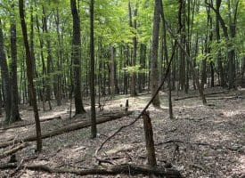 19.36 AC Penneroil Road, New Creek, WV 26743