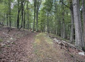129.93 Ac Off Strawderman Road, Mathias, WV 26812