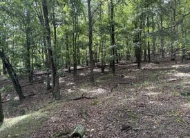 129.93 Ac Off Strawderman Road, Mathias, WV 26812