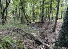 129.93 Ac Off Strawderman Road, Mathias, WV 26812