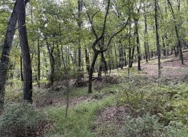 129.93 Ac Off Strawderman Road, Mathias, WV 26812