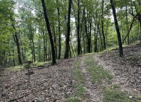 129.93 Ac Off Strawderman Road, Mathias, WV 26812