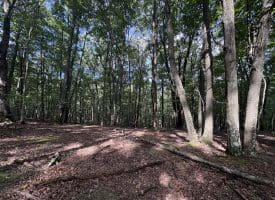 129.93 Ac Off Strawderman Road, Mathias, WV 26812