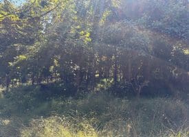 Lot 205 Graces Cabin Road, Springfield, WV 26763