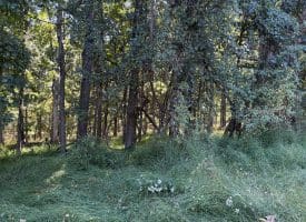 Lot 205 Graces Cabin Road, Springfield, WV 26763