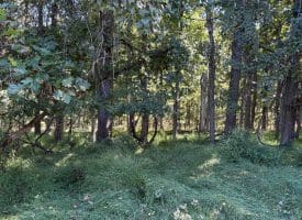 Lot 205 Graces Cabin Road, Springfield, WV 26763