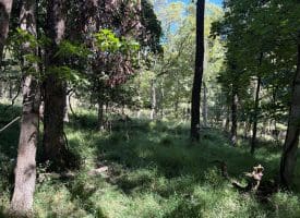 Lot 205 Graces Cabin Road, Springfield, WV 26763