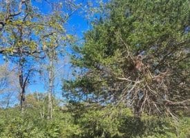 Parcel C Dawn View Dr., Fort Ashby, WV  26719