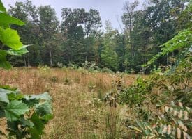 Lot 17 Quaker Lake Trl., Capon Bridge, WV  26711