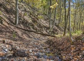 68.79 Ac Harness Run Road, Burlington, WV 26710