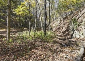 68.79 Ac Harness Run Road, Burlington, WV 26710