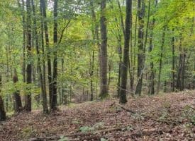 Bear Rd., Delray WV  26714