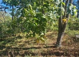 Parcel B Dawn View Dr., Fort Ashby, WV  26719