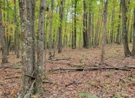 Firecracker Ln., Delray, WV  26714