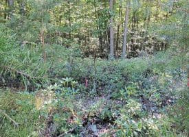 Lot 12 – Pine Ridge Rd Ext, Wardensville, WV
