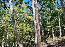 Lot 12 – Pine Ridge Rd Ext, Wardensville, WV