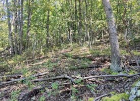 Lot 12 – Pine Ridge Rd Ext, Wardensville, WV