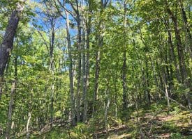 Lot 12 – Pine Ridge Rd Ext, Wardensville, WV