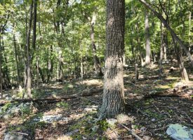 Lot 13 – Pine Ridge Rd EXT, Wardensville, WV
